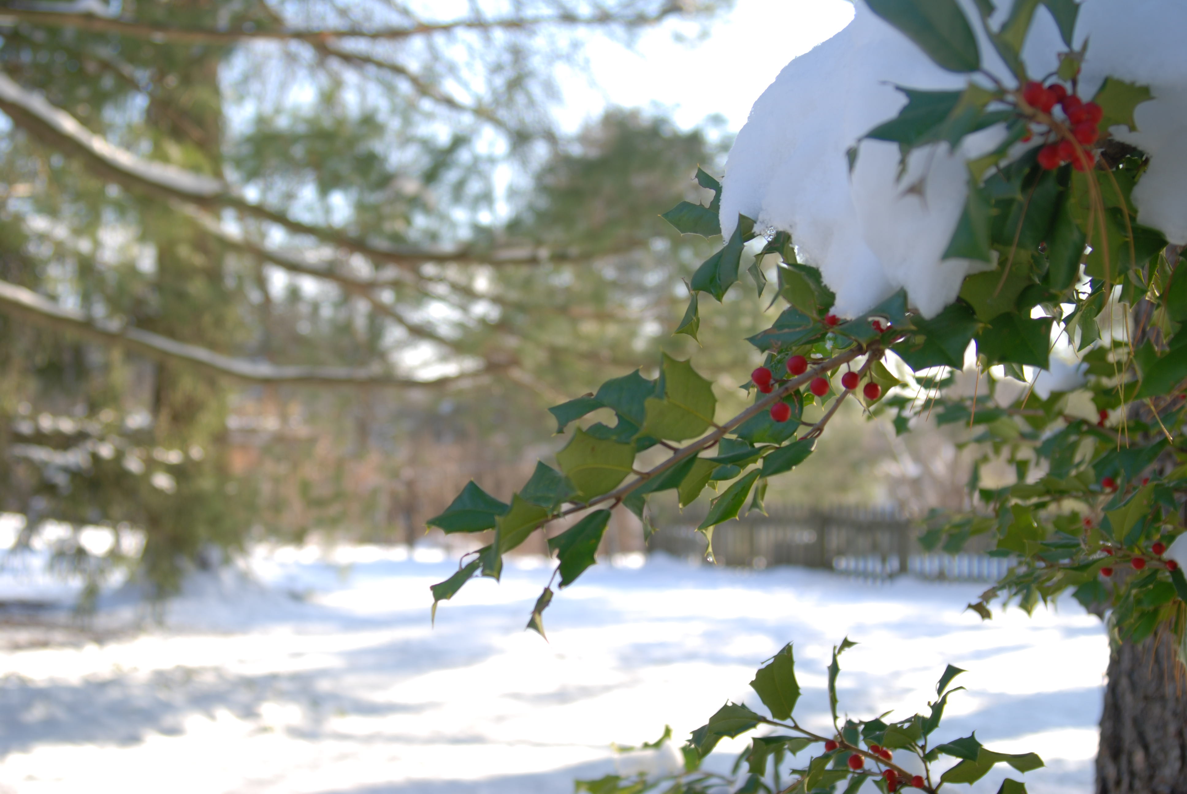 Holly tree covered in some light snow.
