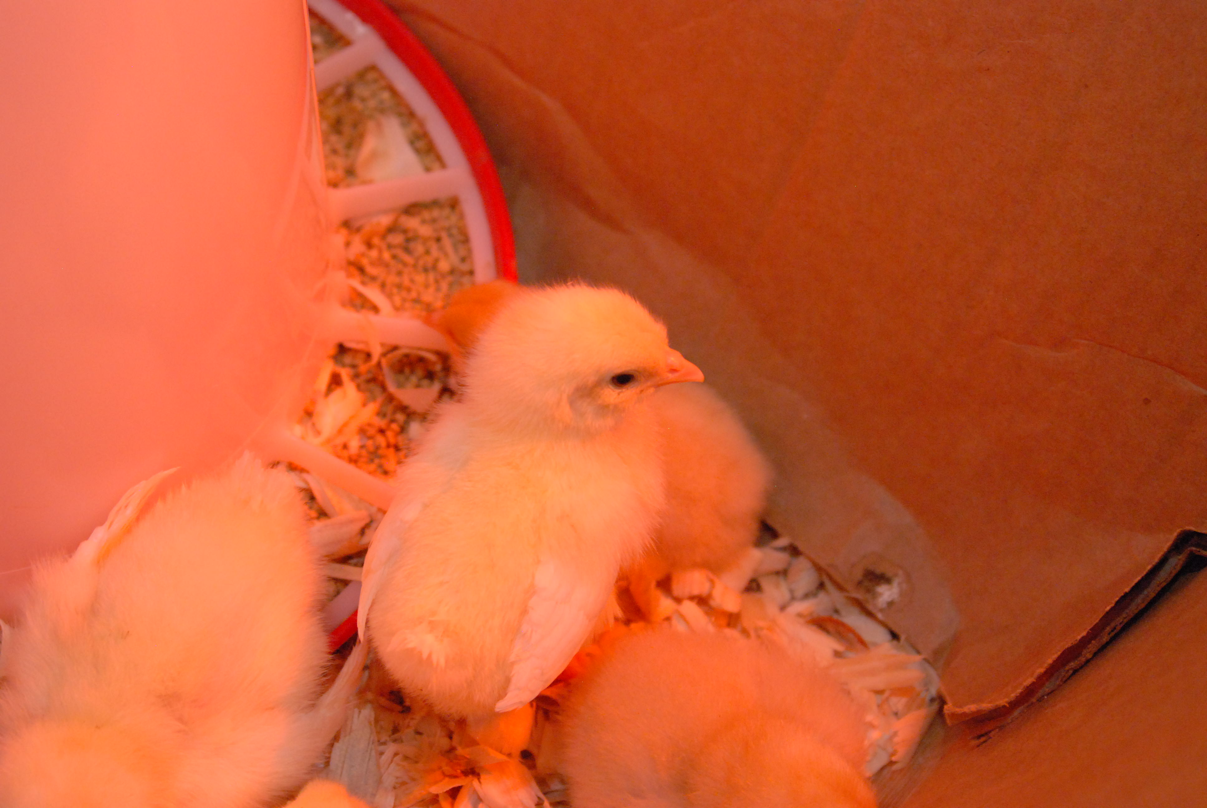 The peeps pooping in their temporary cardboard home.