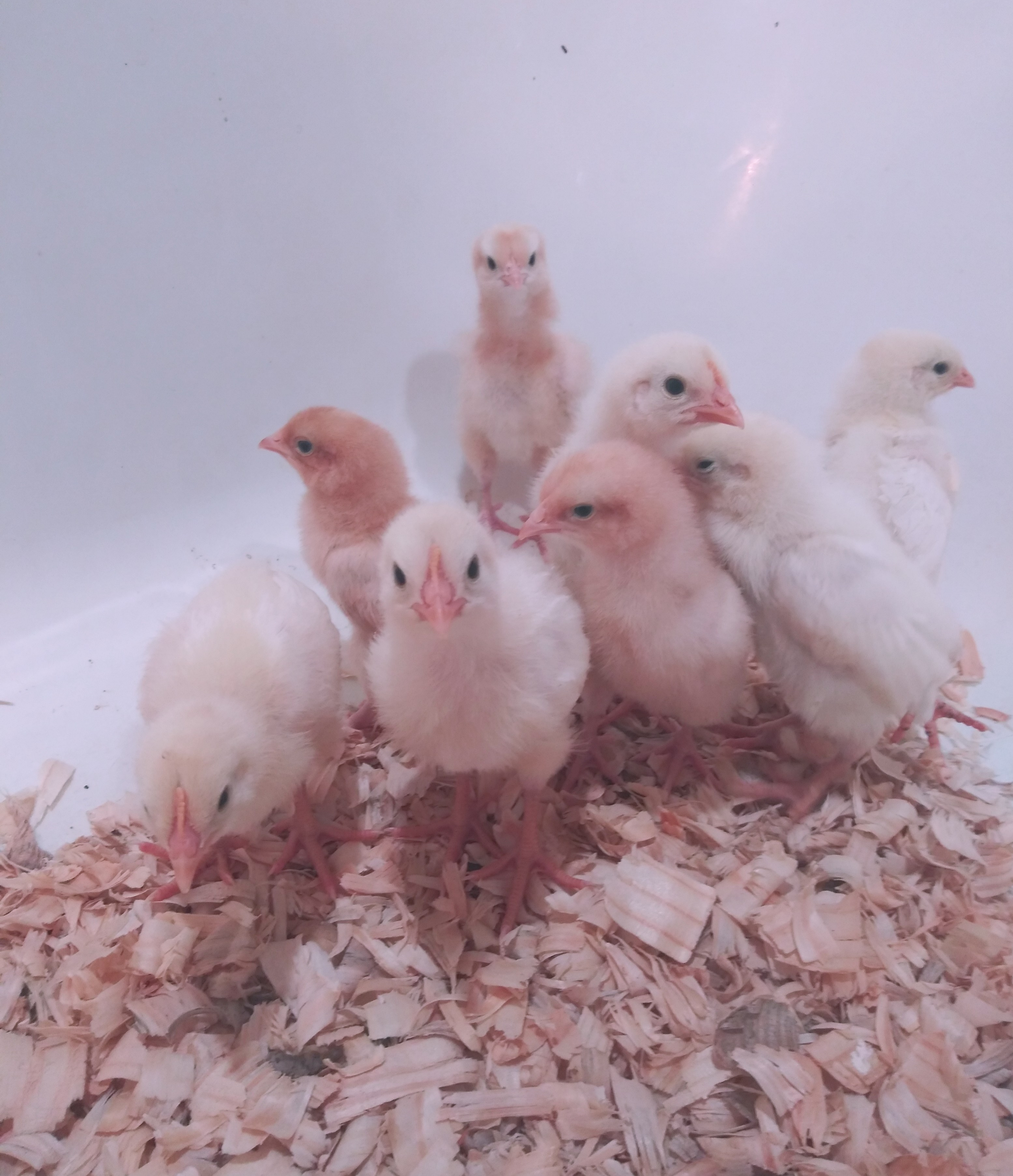 8 chicks in a tub