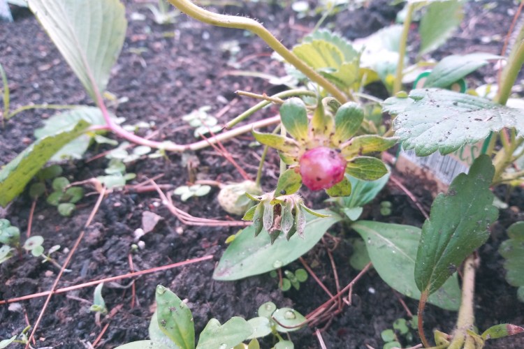 Farm Charm strawberry stump after bunny munching