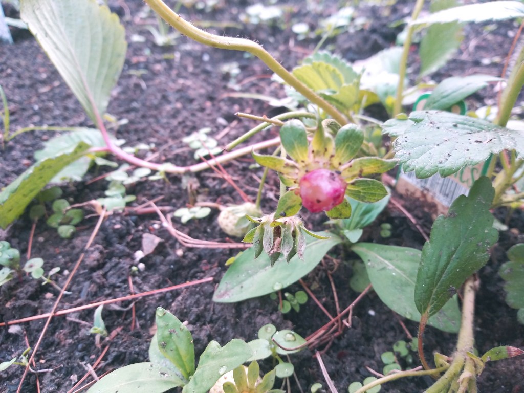 Farm Charm strawberry stump after bunny munching