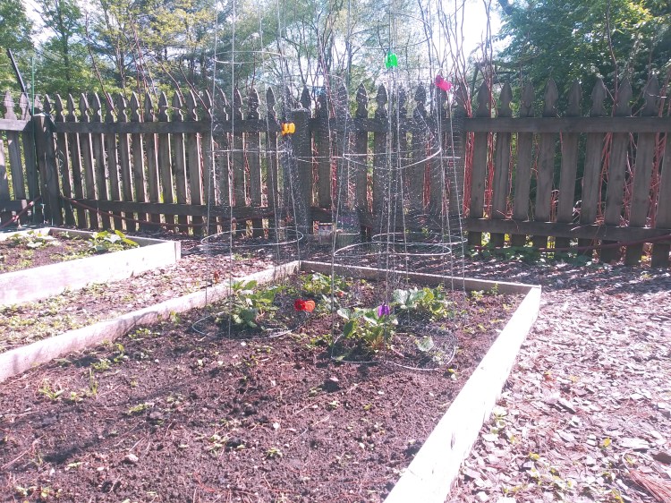 Farm Charm tomato cages wrapped in netting