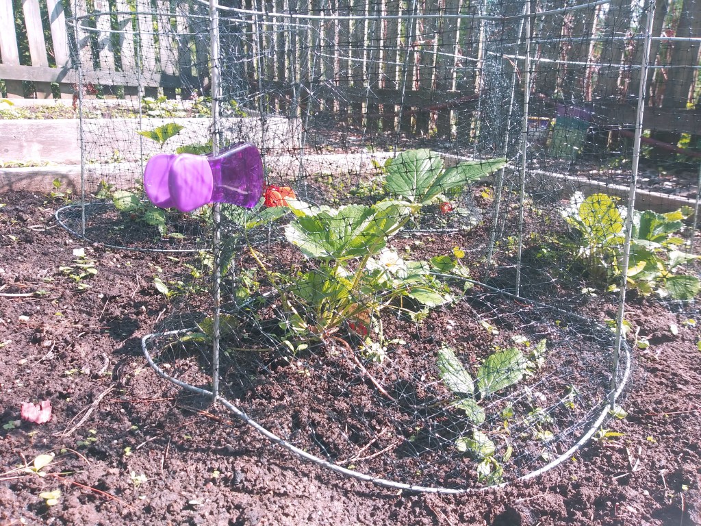 Farm Charm tomato cages wrapped in netting