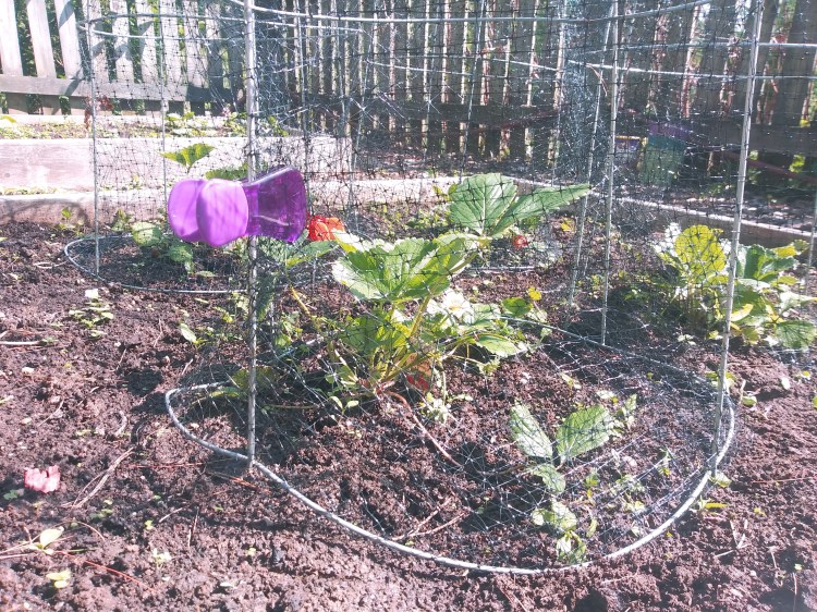 Farm Charm tomato cages wrapped in netting to protect my strawberry plants
