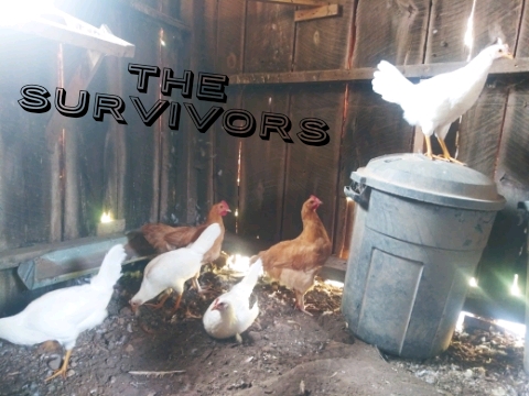 Farm Charm Chicken Flock of Six