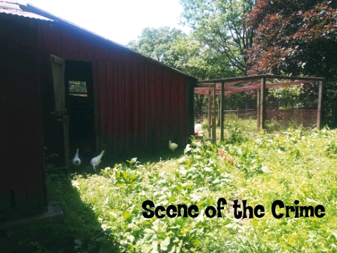 Farm Charm Chicken Yard, Coop and Run