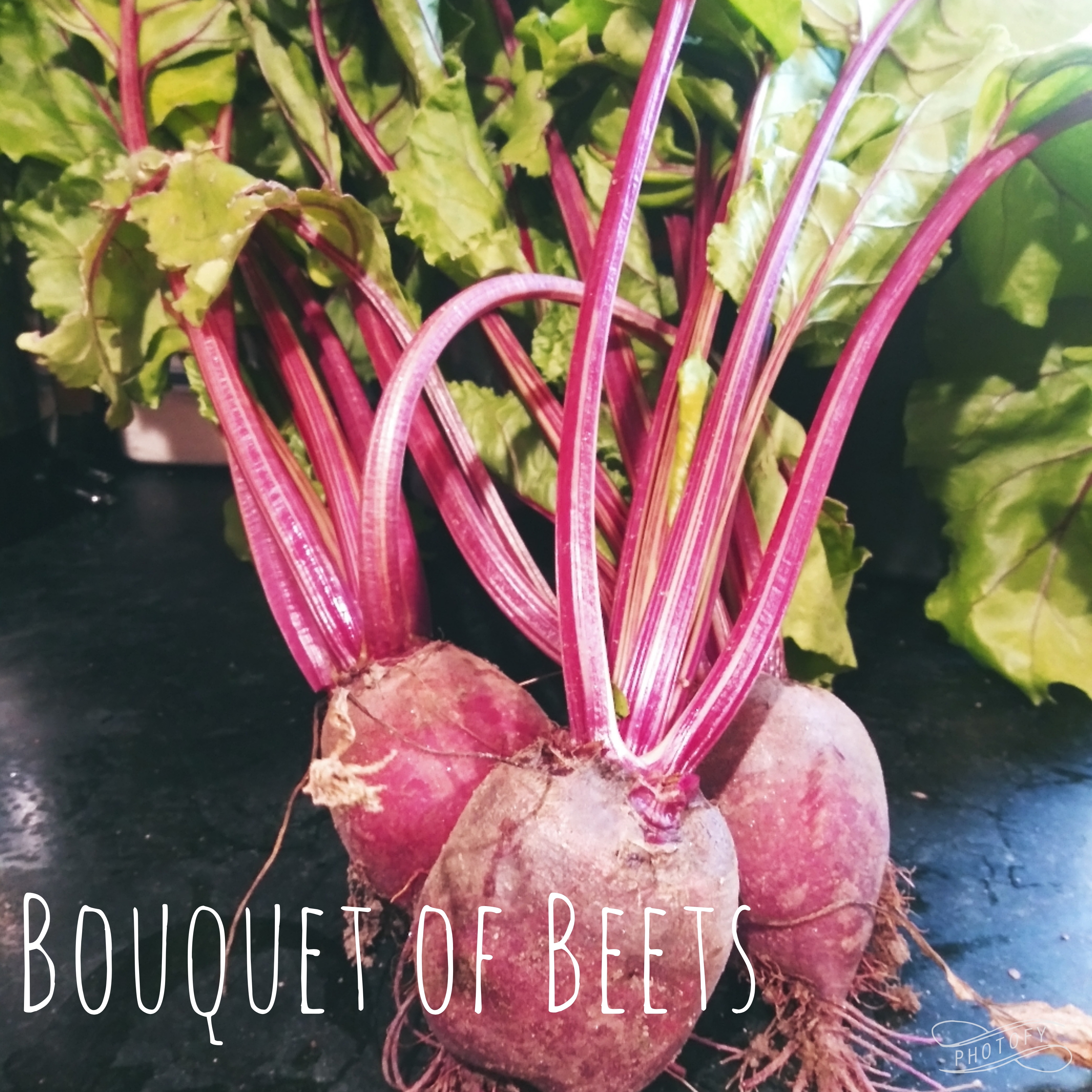 Three juicy, purple beets ripe from the Farm Charm Garden