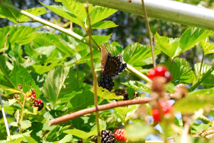 Swallowtail butterfly enjoying the Farm Charm blackberries