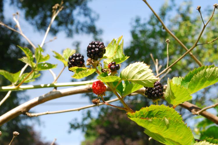 Three big juicy blackberries on Farm Charm