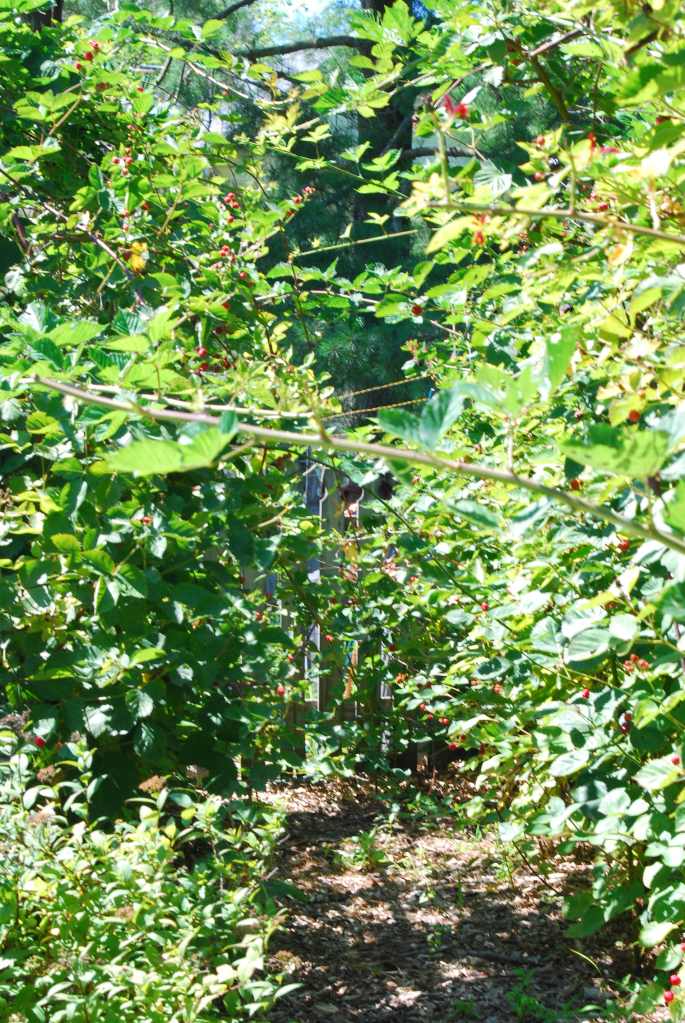 The blackberry bush tunnel on Farm Charm