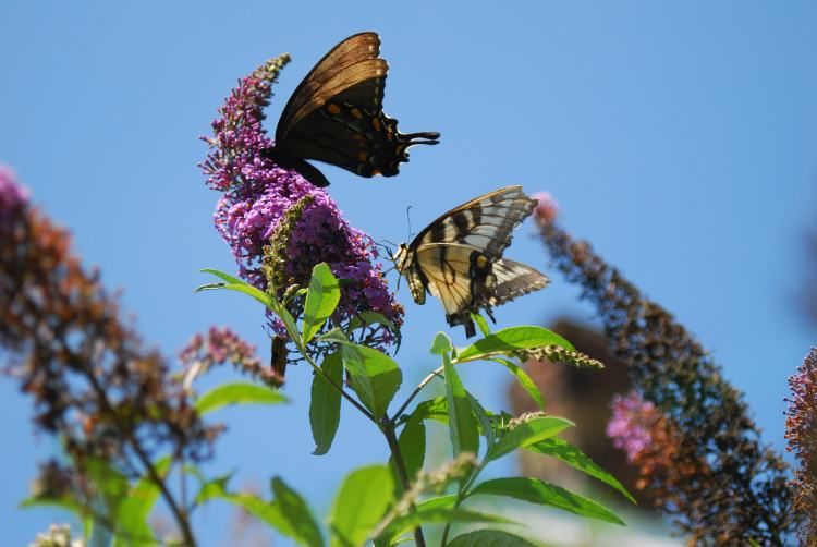 Two swalllowtail butterfly friends on Farm Charm