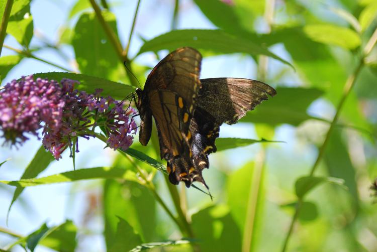 Swallowtail butterfly also hanging out on the Farm Charm butterfly bush
