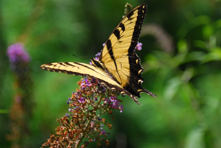 Easter tiger swallowtail butterfly on Farm Charm butterfly bush