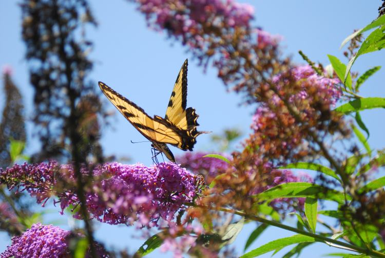 Easter tiger swallowtail butterfly on Farm Charm butterfly bush