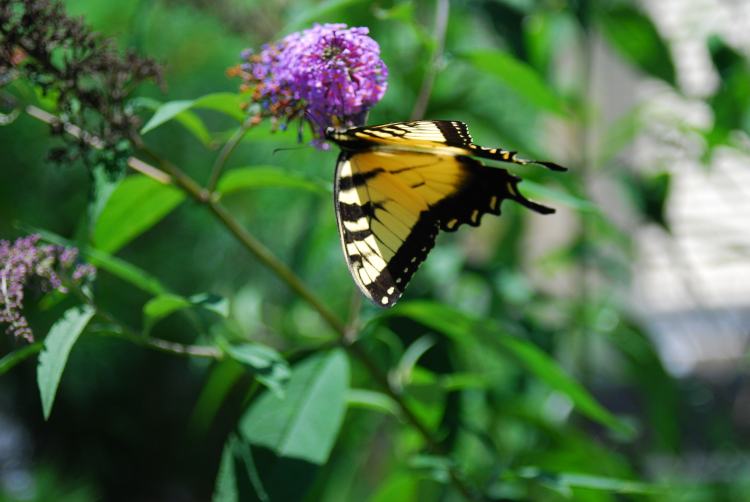Easter tiger swallowtail butterfly on Farm Charm butterfly bush