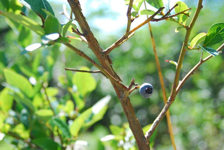 The single blueberry that the deer left behind on Farm Charm