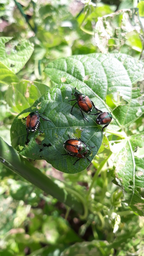 Four japanese beetles on bean leaf