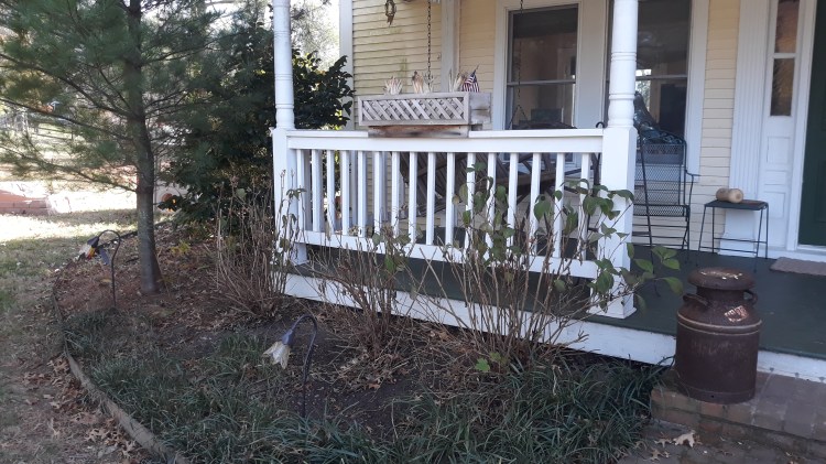 Azalea bushes that have been trimmed on Farm Charm