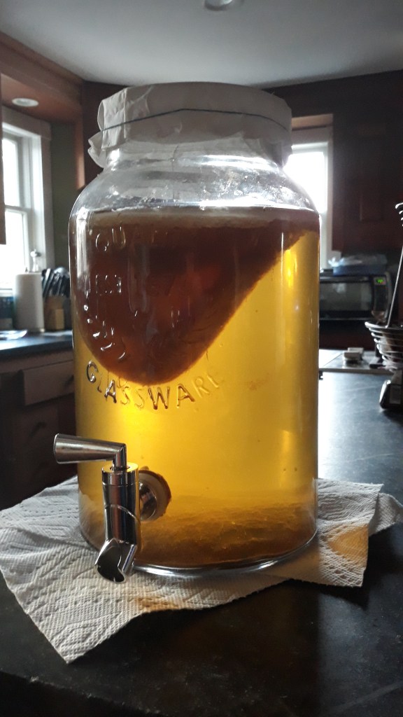 Making kombucha at home, here is the container after 25 days with two fully formed yeast mats.