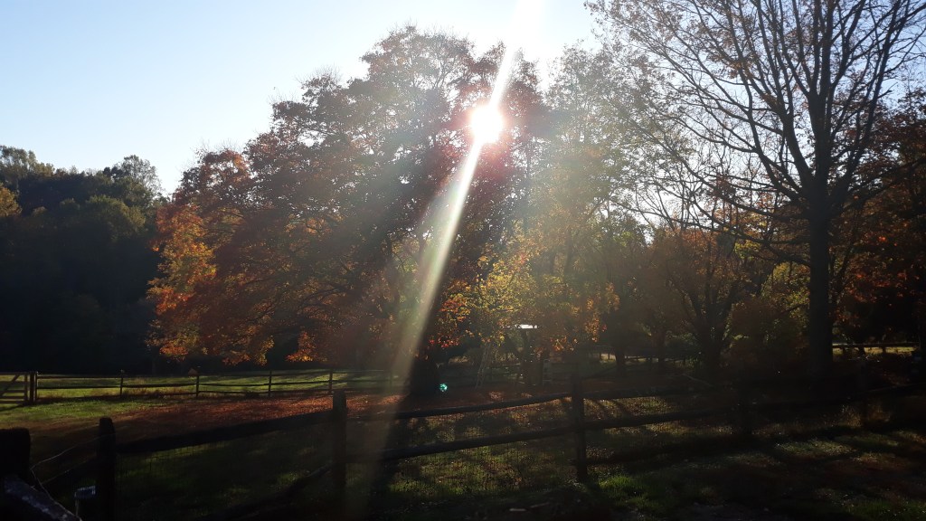 Beautiful sun ray through our tire swing tree