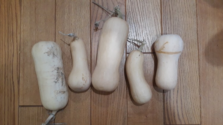 Farm Charm Butternut Squash