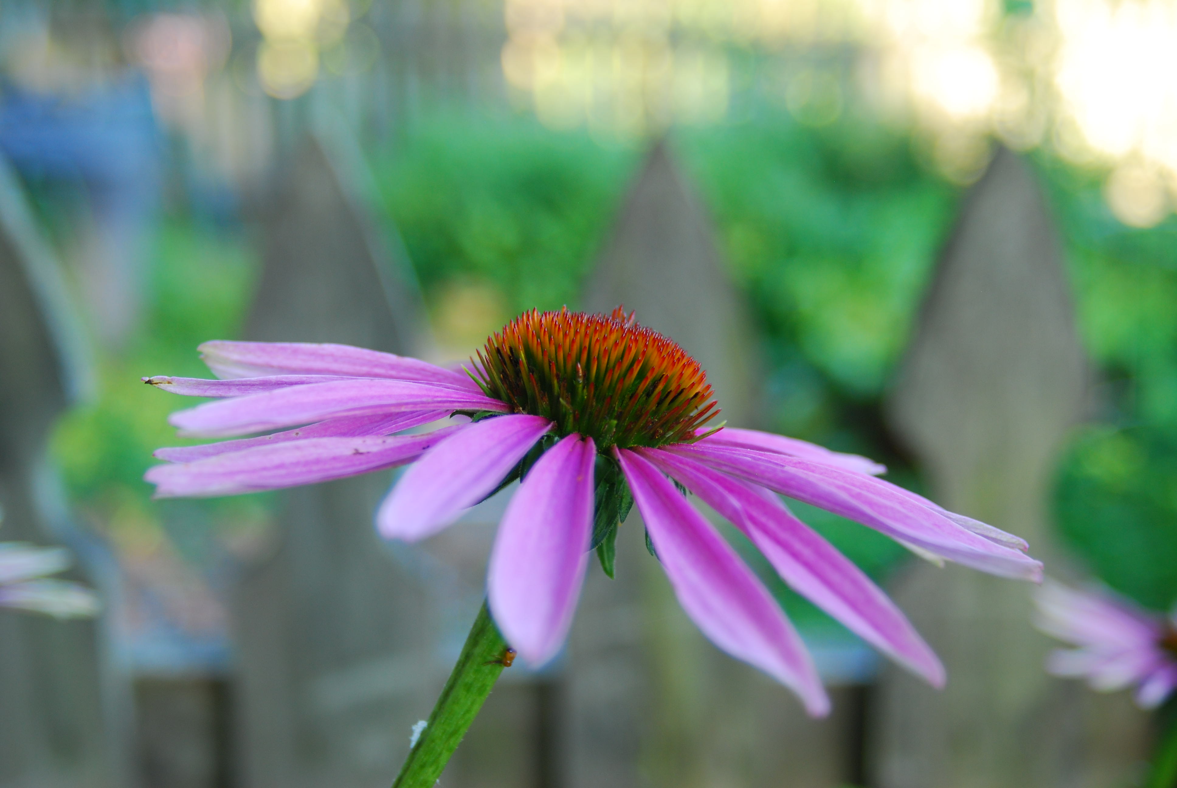 magenta coneflower in front of picket fence
