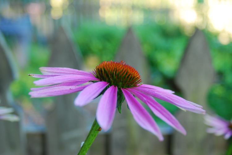 magenta coneflower in front of picket fence