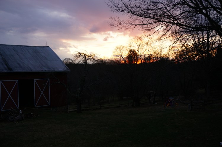 Sunset on the horizon with bright orange and red in the tree branches