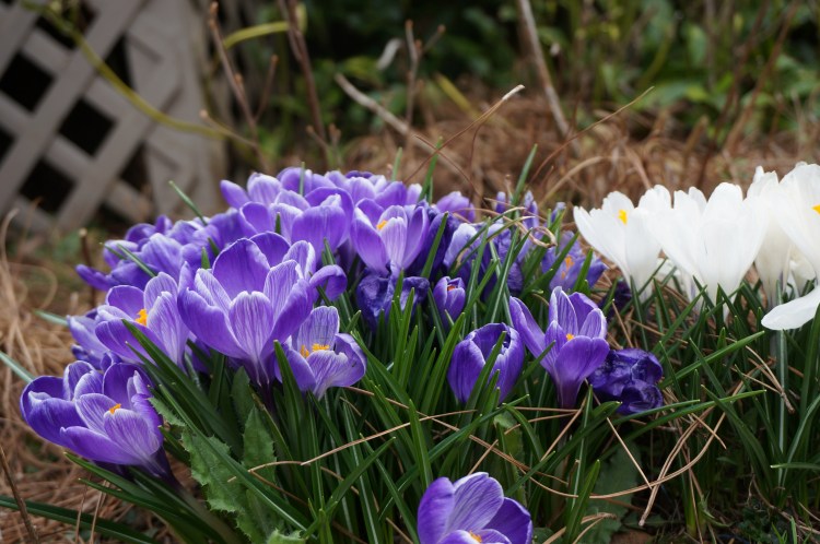 Purple and white crocus flowers