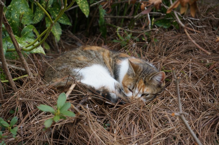 Our white, brown and tan female cat named Peanut nestled in pine needles ground covering