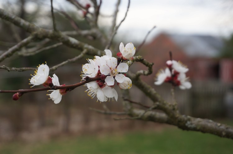 Beautiful white plum tree blossoms appearing on bare branches