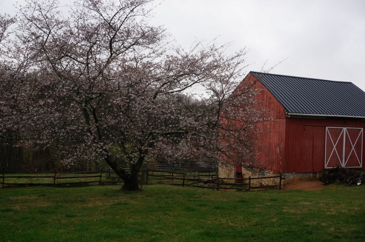 A cherry blossom tree nearly in full bloom
