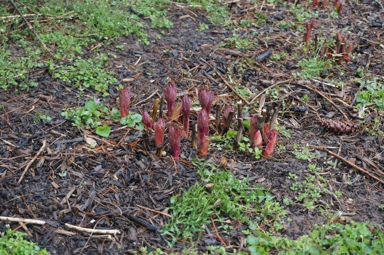 A dozen reddish purple peony shoots breaking through the ground