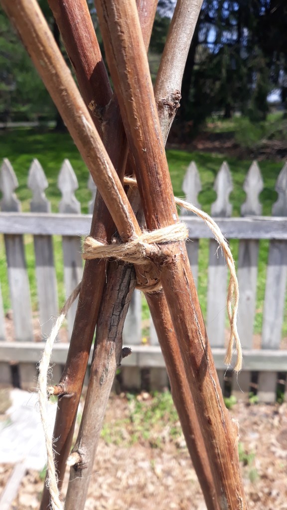 Teepee trellis made out of four blackberry canes