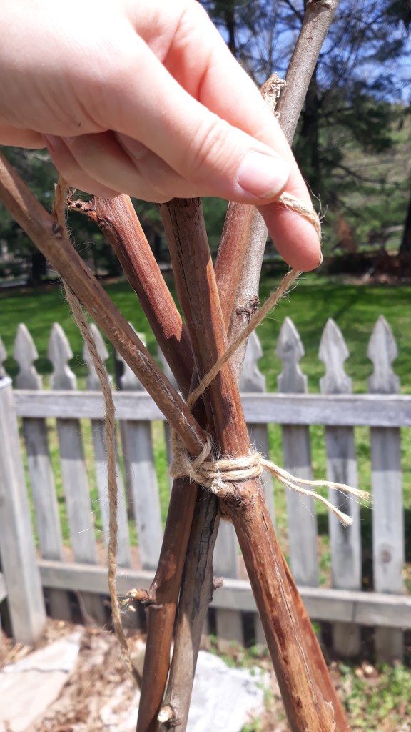 Teepee trellis made out of four blackberry canes