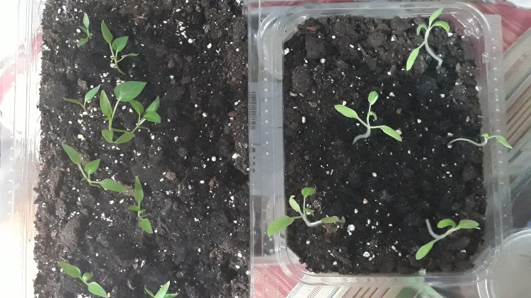 Pepper and tomato seedlings that are strong healthy