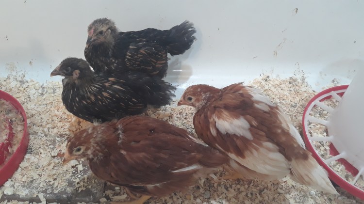 One month old 2 Isa Brown and 2 Gold Leaf Wyandottes chicks in white bath tub
