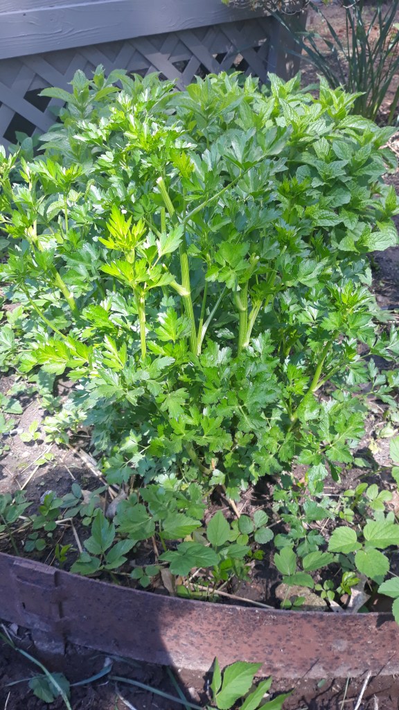 Healthy and vibrant parsley plant in the sun