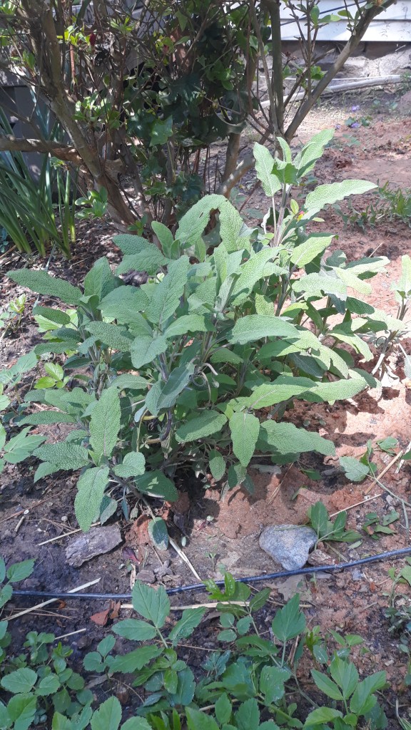 Sage plant growing happily in clay dirt