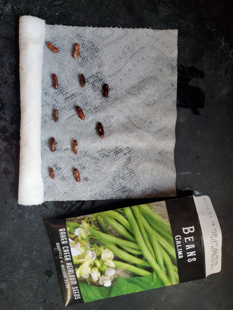 Beans on moist paper towel