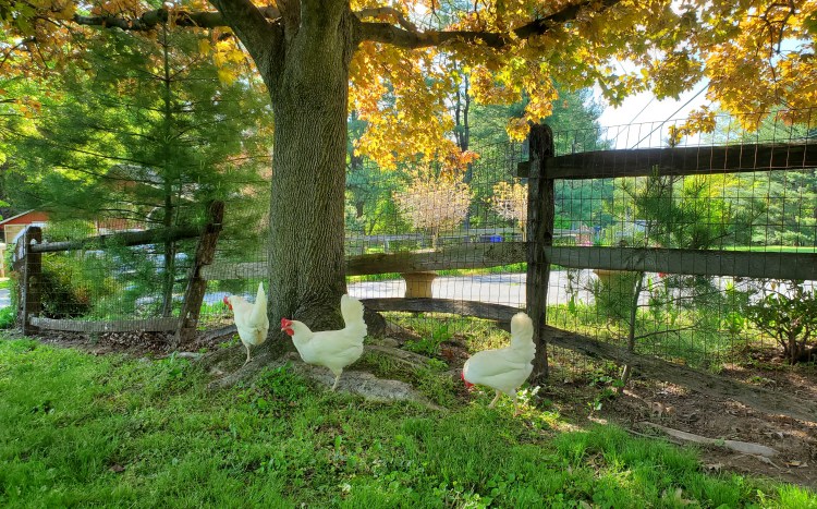 Three white leghorn chickens standing at the base of a farm charm tree.