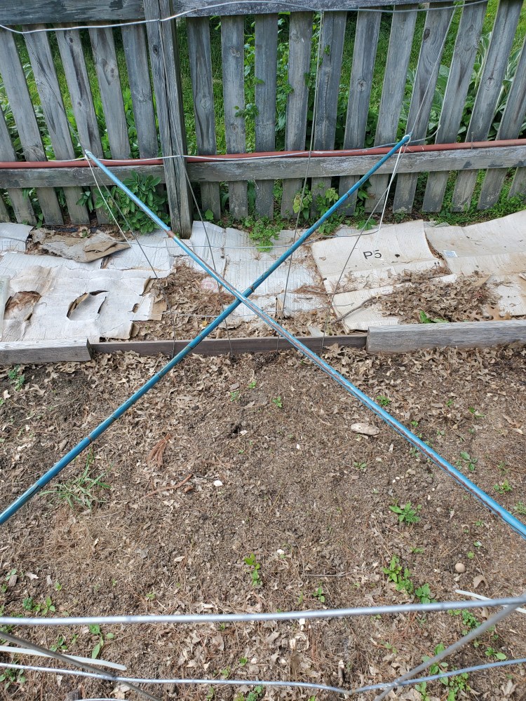 Two garden stakes crisscrossed and zip tied to tomato cages