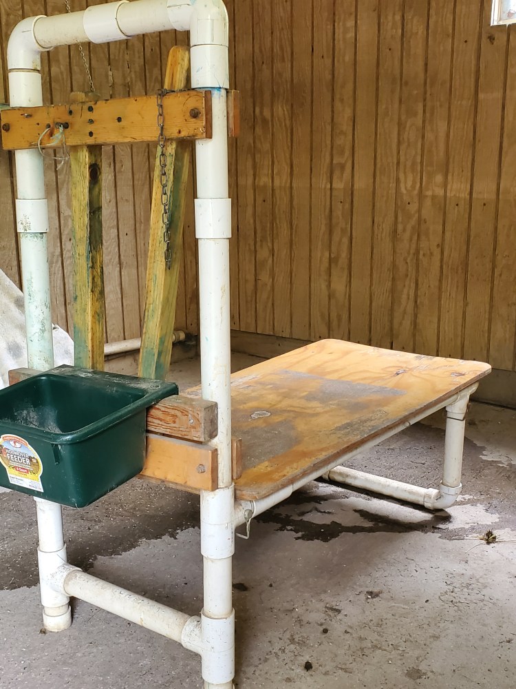 PVC and wood milking station for goats at Buckhorn Run Farm