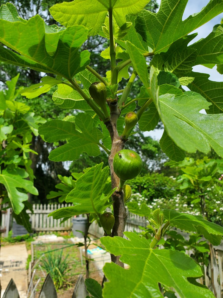 Close up of small fig growing on bush