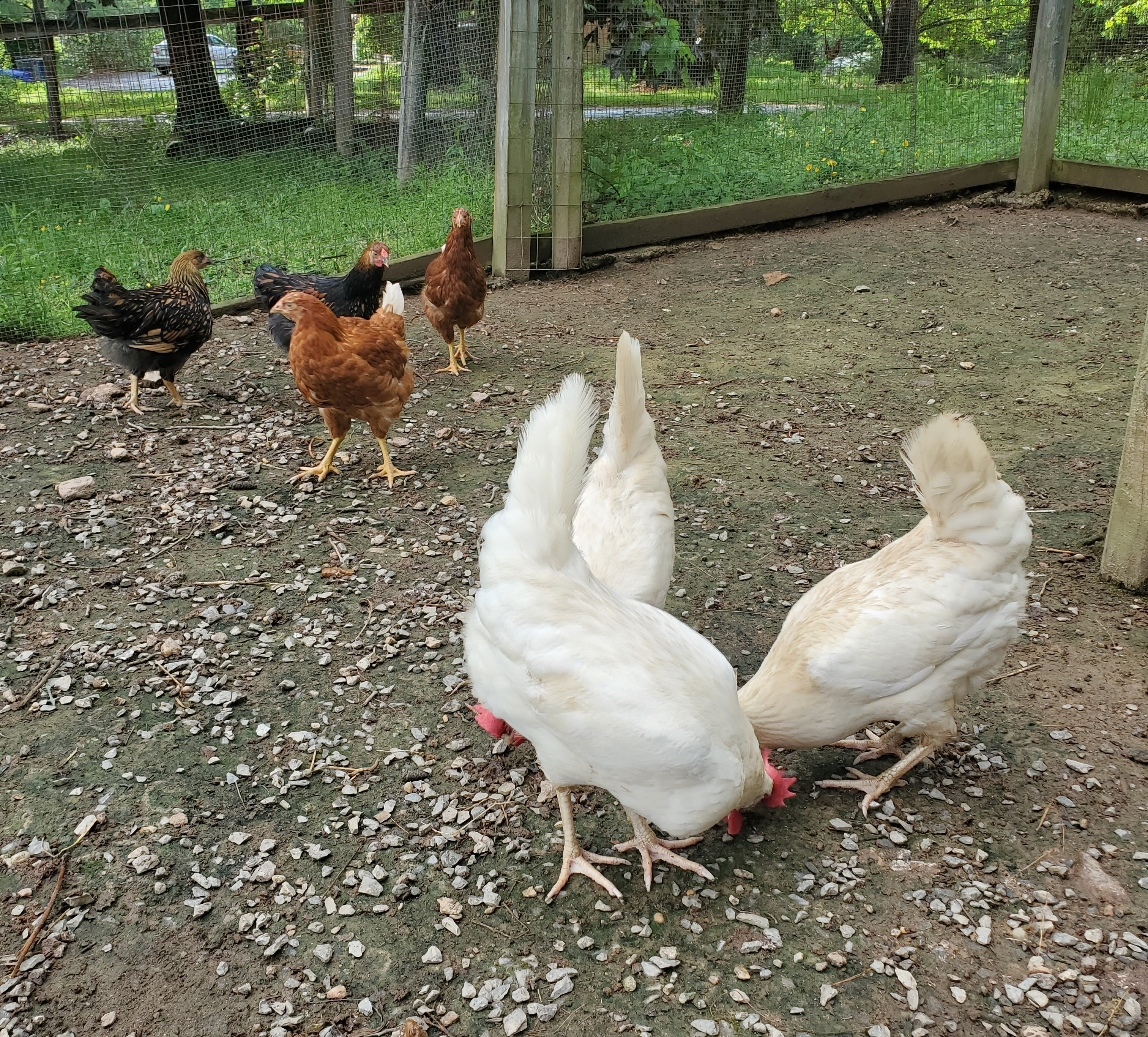 Three white chickens standing in front of two brown and two black chickens