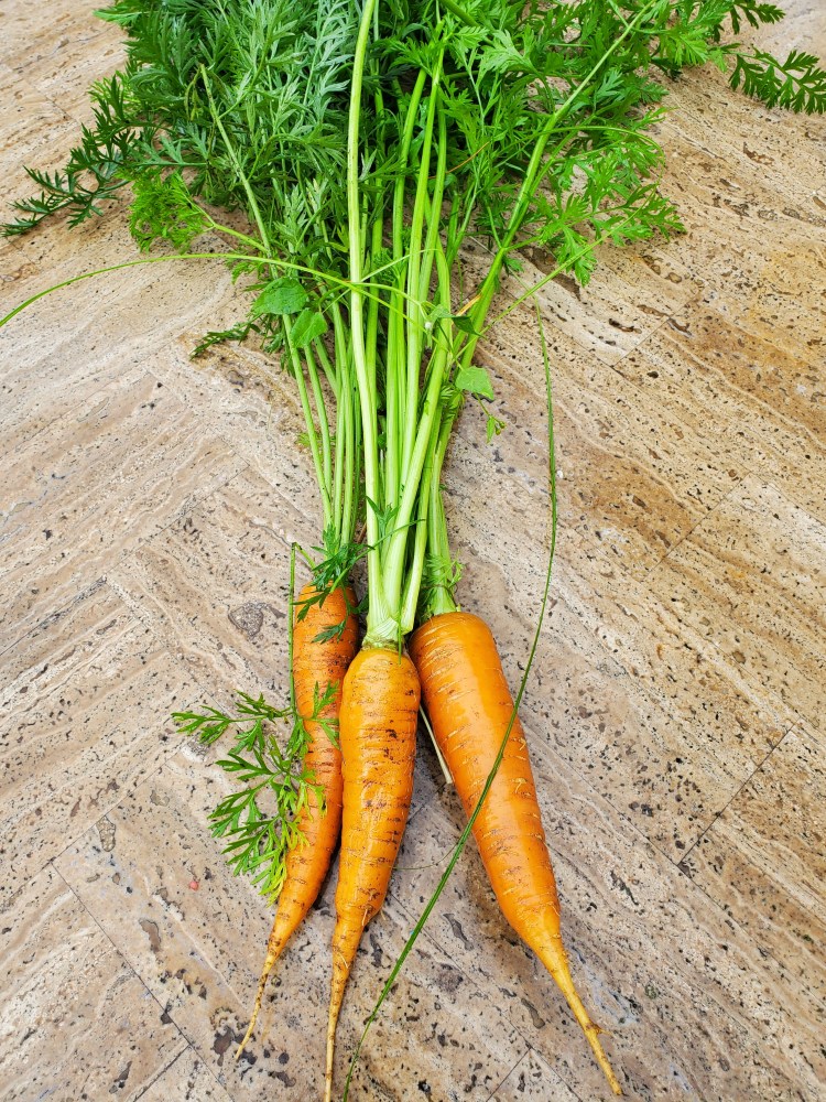 Carrots with fronds