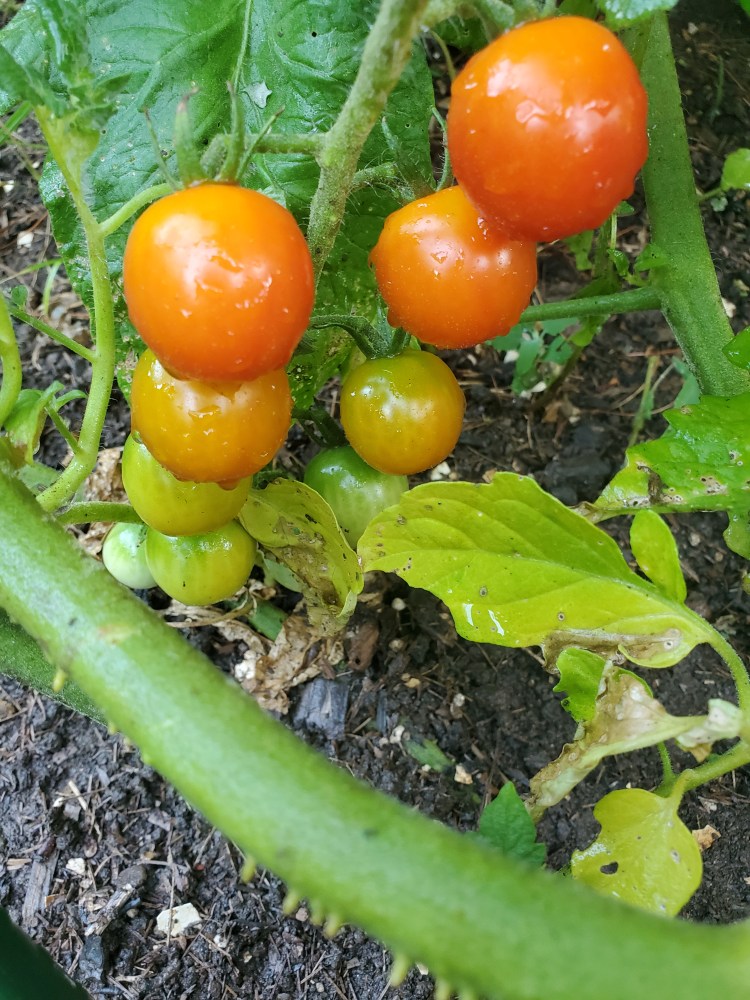 cherry tomatoes ripening on stalk