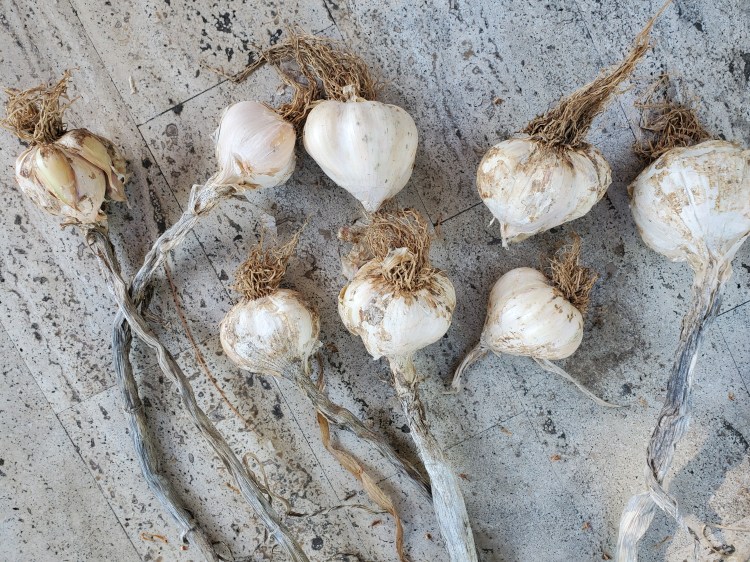 8 bulbs of white garlic