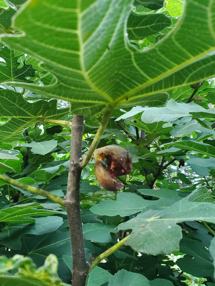 A split open fig being munched on by bugs