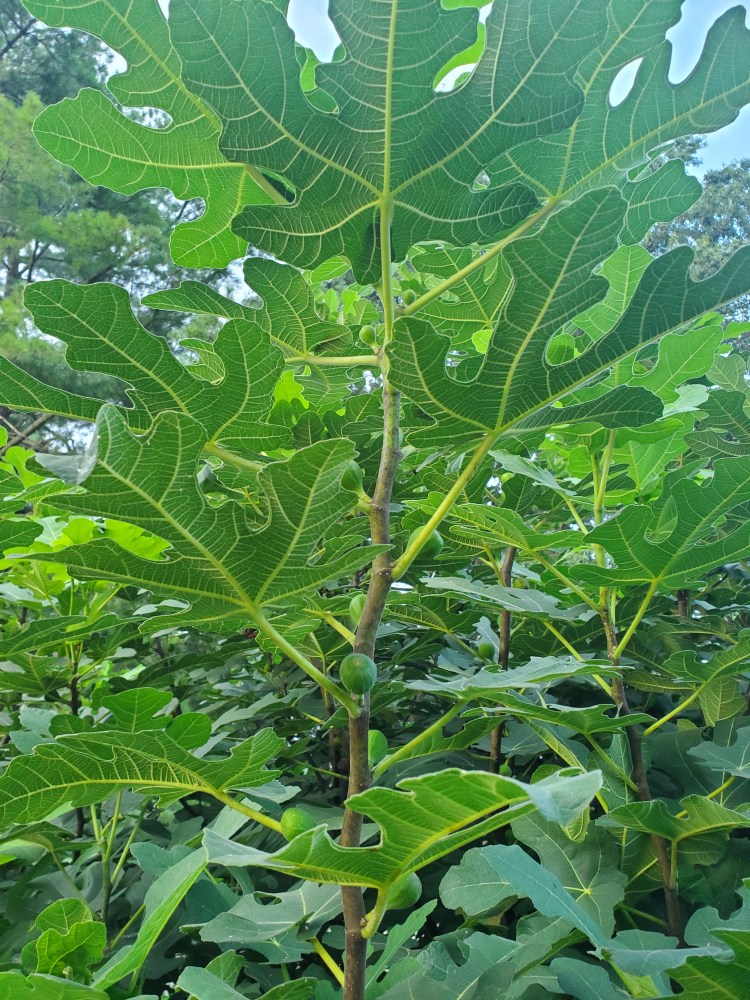 Fig branch with young, green figs
